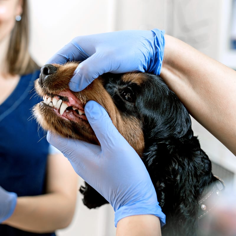 Pet Dental Care in Turlock